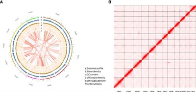 Chromosome-level genome assembly provides new insights into Japanese chestnut (Castanea crenata) genomes